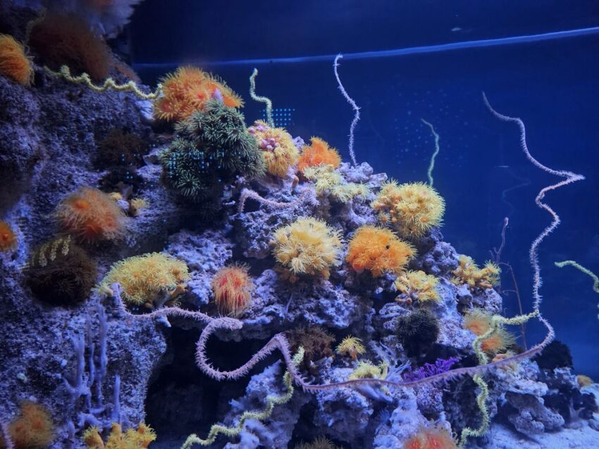 Coral reefs at the California Academy of Sciences