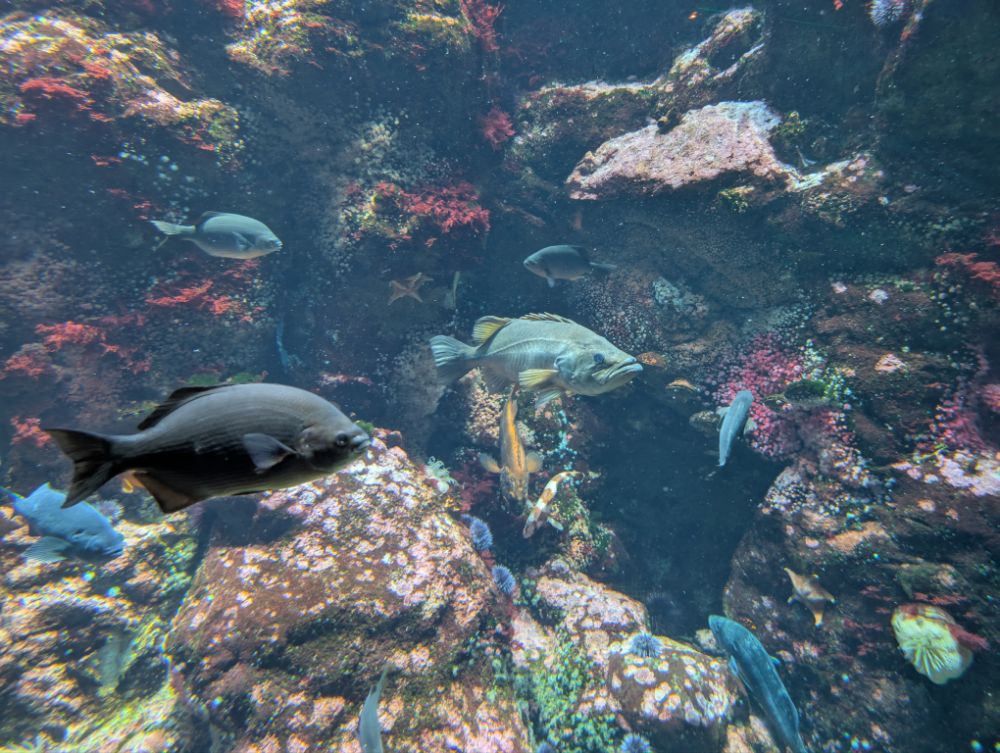 Aquarium with fishes