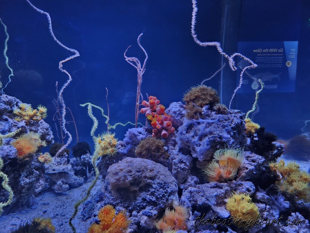 Coral reefs