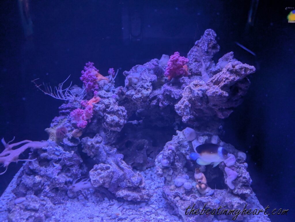 Coral reefs