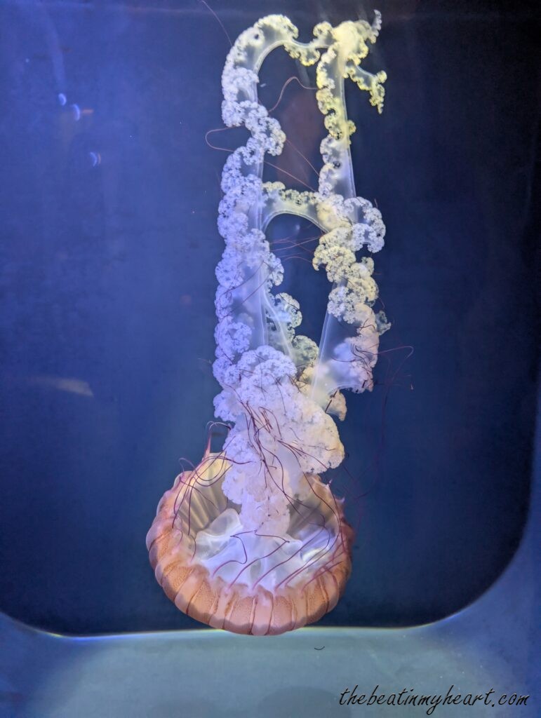 Jelly Fish